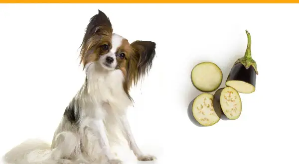 Un perro papillon mira atentamente mientras se presentan rodajas de berenjena, sugiriendo que los perros pueden comer berenjena.