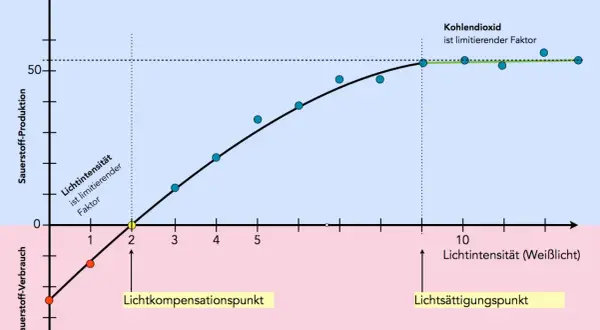 Grafik zeigt Sauerstoffproduktion vs. Lichtintensität. Bei geringer Intensität ist Licht ein abiotischer Faktor, der die Produktion begrenzt. Ab dem Lichtkompensationspunkt steigt die Produktion, bis CO2 limitierend wird.