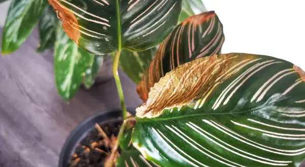 Braune Blattspitzen bei Calathea? Das deutet auf Probleme bei der Calathea Pflege hin. Vielleicht zu trockene Luft oder falsches Gießen.