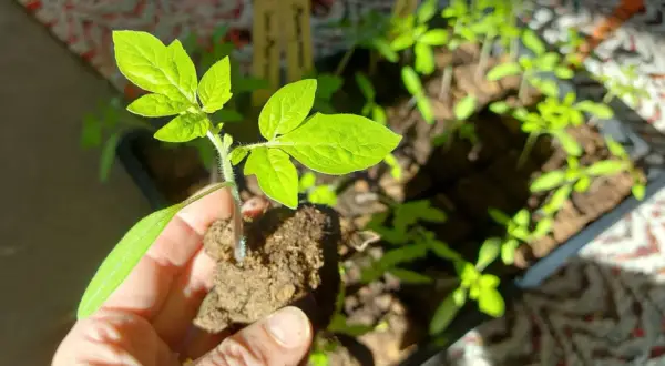En hand håller en ung tomatplanta med jordklump. I bakgrunden syns fler plantor redo att plantera tomater.