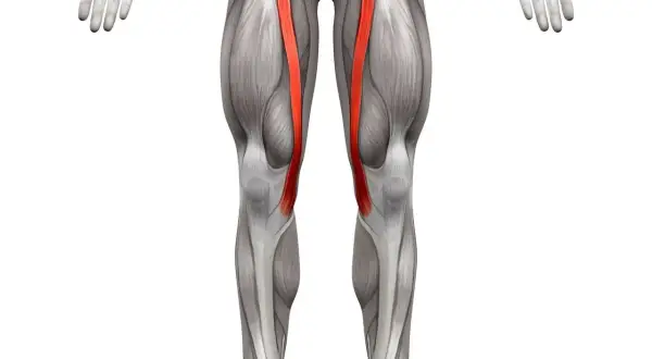Anatomia ludzkiego uda z uwydatnionym mięśniem krawieckim w kolorze czerwonym.