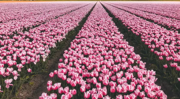 Nieskończony **pole tulipanów** w odcieniach różu, z wiatrakiem w oddali.