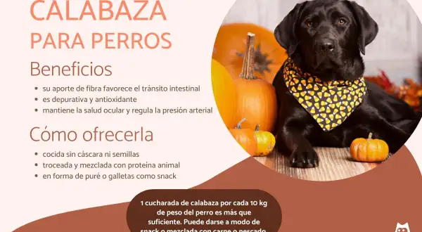 Un labrador negro con pañuelo de calabaza posa junto a calabazas. Los perros pueden comer calabaza cruda, beneficiando su digestión y salud.