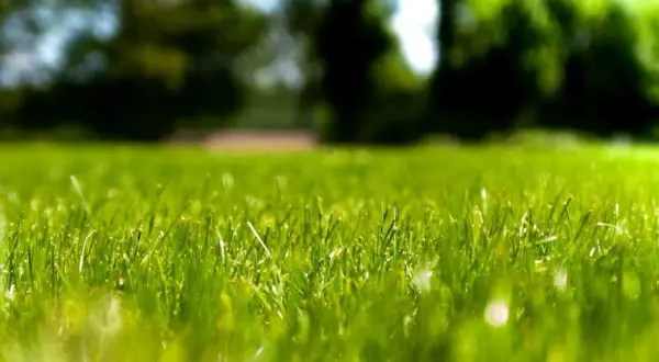 Primer plano de un césped fibrilado, verde y vibrante, con árboles borrosos al fondo.