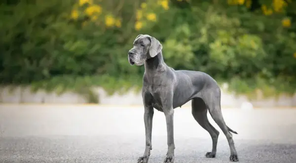 Eine majestätische deutsche Dogge steht auf einem Weg, ihr graues Fell glänzt im Sonnenlicht. Hinter ihr ein grüner Busch mit gelben Blüten.