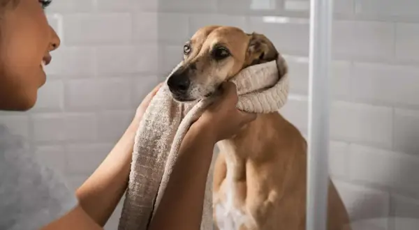 Persona seca a su perro con una toalla, parte de los cuidados para perros.