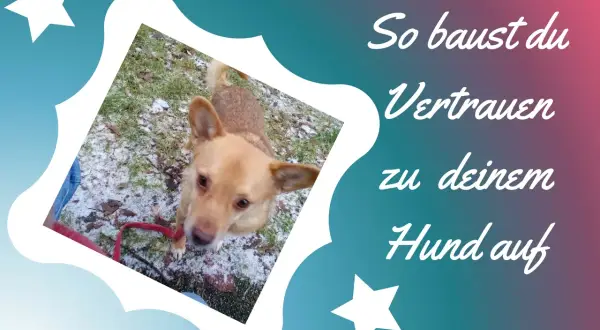 Ein Hund schaut neugierig in die Kamera. Der Text "So baust du Vertrauen zu deinem Hund auf" erklärt, wie man eine starke Bindung aufbaut, auch wenn anfangs keine Bindung zum Hund besteht.