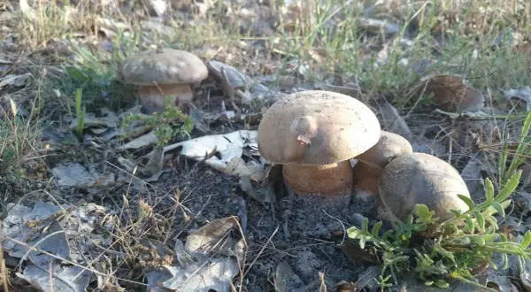 Hongos en el bosque, algunos parecen comestibles, pero la confusión llanega venenosa acecha.