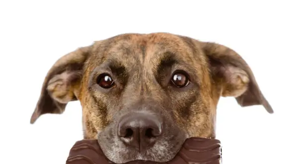Perro con chocolate en la boca. ¿Qué pasa si mi perro come chocolate? Peligro para su salud.