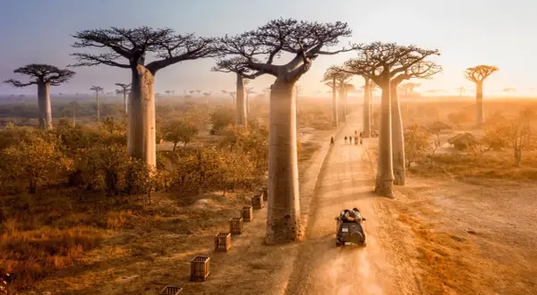 Droga wśród baobabów na Madagaskarze, gdzie turyści mogą zobaczyć te cuda natury. Warto rozważyć madagaskar szczepienia przed podróżą.