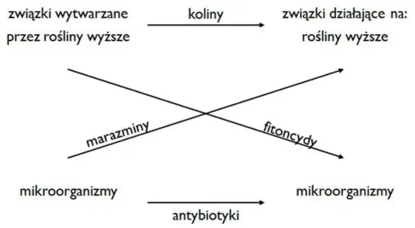 Schemat ilustruje allelopatię: związki roślinne (koliny, fitoncydy) wpływają na inne rośliny i mikroorganizmy (marazminy, antybiotyki).