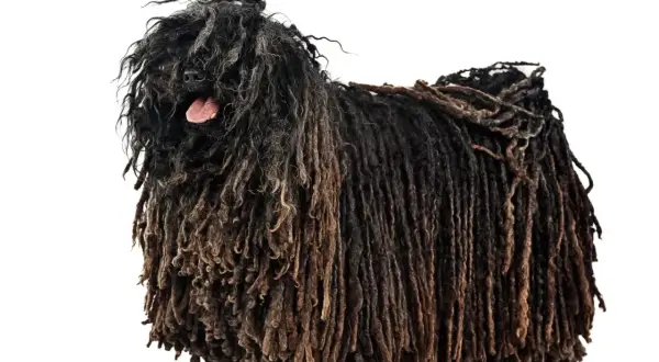 Un chien au pelage unique, ressemblant à des dreadlocks, se tient fièrement. Sa langue rose dépasse légèrement, ajoutant une touche de personnalité à son look distinctif.