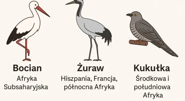 Ilustracja bociana, żurawia i kukułki z informacjami o ich zimowiskach.