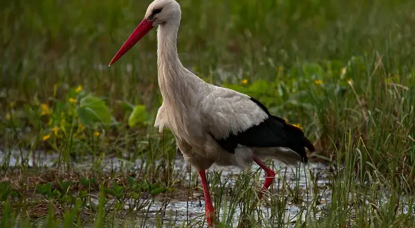 Bocian po angielsku? Odkryj "stork", wymowę i kulturowe sekrety