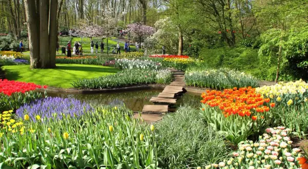 Keukenhof: Magiczny czas kwitnienia tulipanów. Kiedy jechać, by zachwycić się widokiem?