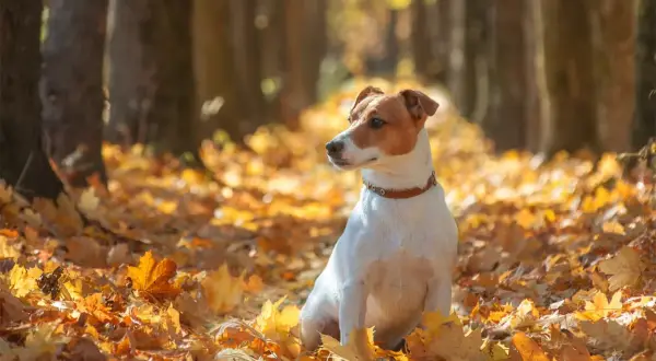 Jesienny spacer z psem. Czy pies może jeść kaszankę? Ten uroczy jack russell terrier siedzi wśród złotych liści, zastanawiając się nad jesiennymi przysmakami.