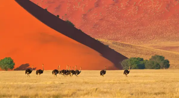 Stado strusi na tle pomarańczowych wydm Namibii. Planując podróż, pamiętaj o namibia szczepienia.