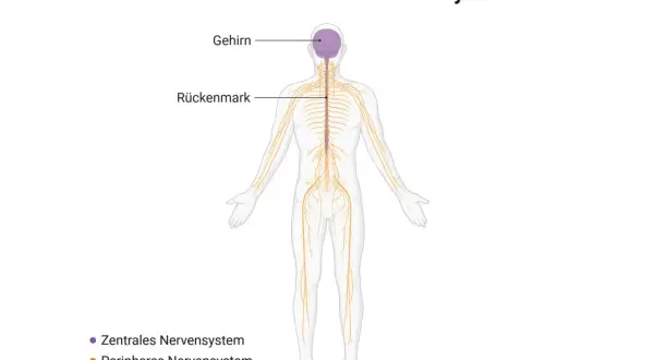 Menschlicher Körper mit Gehirn, Rückenmark und dem peripheren Nervensystem, das sich wie ein Netz über den ganzen Körper erstreckt.