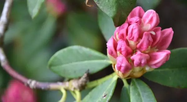 Pąk różowego rododendronu, gotowy do rozkwitu. Pielęgnacja rododendronu wymaga odpowiedniego stanowiska i kwaśnej gleby.