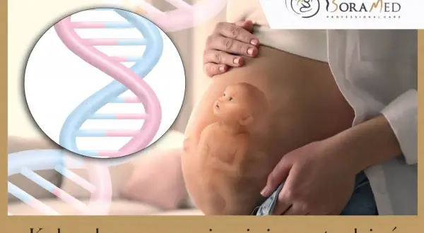 Macica w ciąży z widocznym dzieckiem i spiralą DNA. Kalendarz rozwoju ciąży: 19 tydzień.