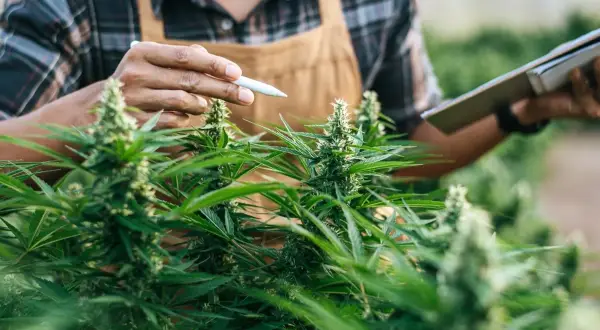 Medyczna marihuana THC: Ile procent? Stężenia i normy w Polsce