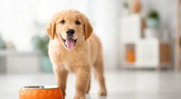 Szczeniak golden retriever czeka na swoją mokrą karmę dla szczeniaka od kiedy tylko pojawił się w domu.