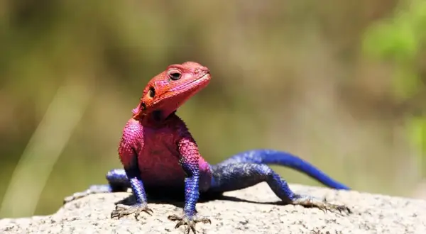 Agama brodata w jaskrawych kolorach: różowy tułów i niebieski ogon.
