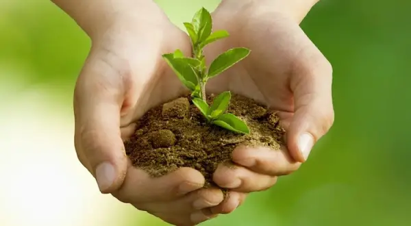 Mani che sorreggono una piantina. Come capire se uno psicologo è bravo: cerca chi nutre la tua crescita.