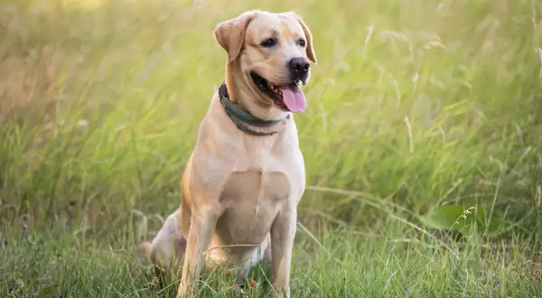 Uśmiechnięty labrador siedzi na łące. Jego cena jest niewysoka, bo to pies z miłości, a nie na sprzedaż.