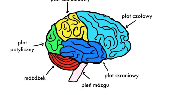 Kolorowy schemat mózgu z zaznaczonymi płatami: czołowym, ciemieniowym, potylicznym, skroniowym, móżdżkiem i pniem mózgu.