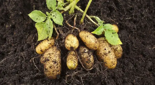 Frisch geerntete Kartoffeln mit Erde und grünen Blättern. Die Erntezeit ist gekommen, wann erntet man Kartoffeln? Jetzt!