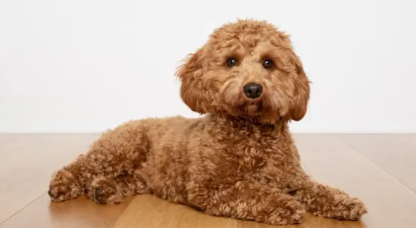 Brązowy piesek Cavapoo leży na drewnianej podłodze.