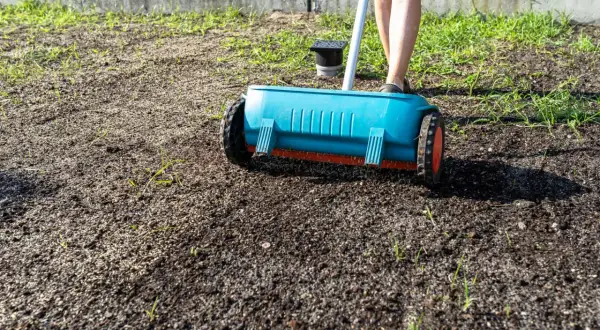 Osoba rozsiewa nasiona trawy na starym trawniku za pomocą siewnika.