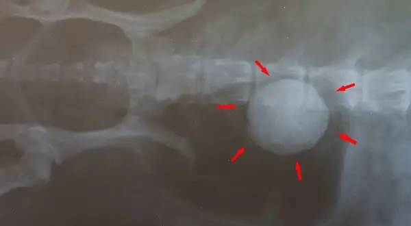 Röntgenaufnahme eines Hundes mit großen Blasensteinen, die von roten Pfeilen markiert sind.