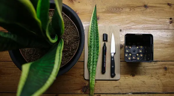 Bogenhanf vermehren: Ein Blatt, Messer, Stift und Topf liegen bereit.