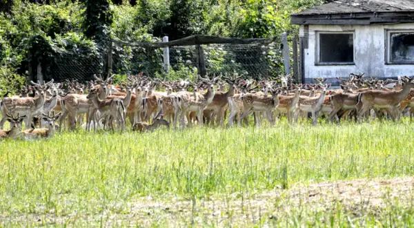 Hodowla danieli po co? Odkryj korzyści i opłacalność tej działalności