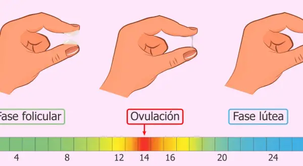 Manos muestran cambios en el flujo clara de huevo a lo largo del ciclo menstrual, desde la fase folicular hasta la ovulación y la fase lútea.