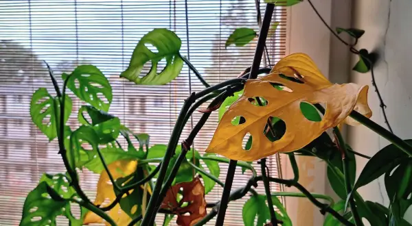 Monstera z żółknącymi liśćmi przy oknie. Zastanawiasz się, dlaczego monstera żółknie? Zobacz, jak wygląda ta roślina.