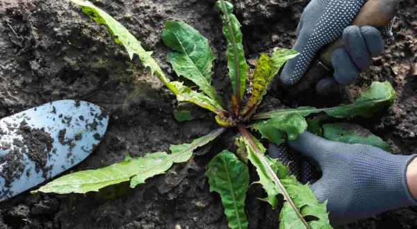 Gartenarbeit: Hände mit Handschuhen und Werkzeug entfernen Löwenzahn. Eine Unkrautliste mit Bildern hilft bei der Identifizierung.