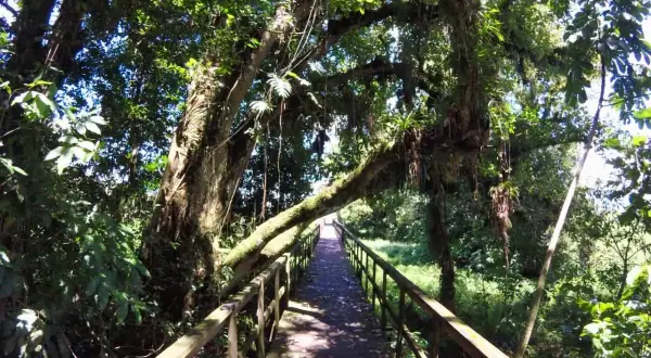 Holzsteg durch üppigen Dschungel in Honduras. Ein Abenteuer beim **backpacking Honduras** beginnt hier.
