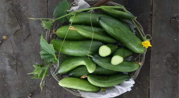 Frisch geerntete Gurken liegen in einem Korb. Die grünen Früchte mit Blättern und einer gelben Blüte sind bereit für die Zubereitung.