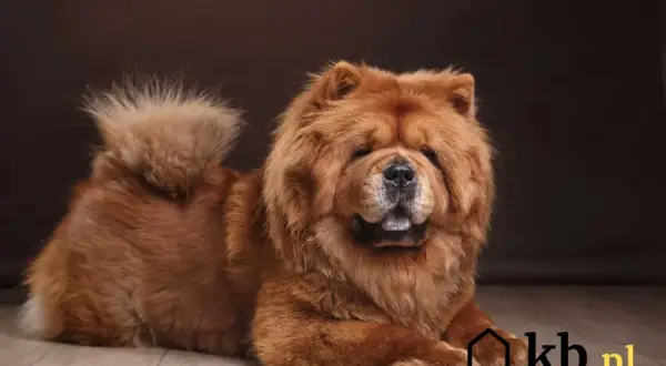 Puszysty chow chow o rudym futrze leży na podłodze. Zastanawiasz się, ile kosztuje chow chow?