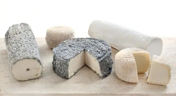 Une sélection de fromages de chèvre aux formes et textures variées, certains cendrés, d'autres blancs et affinés.