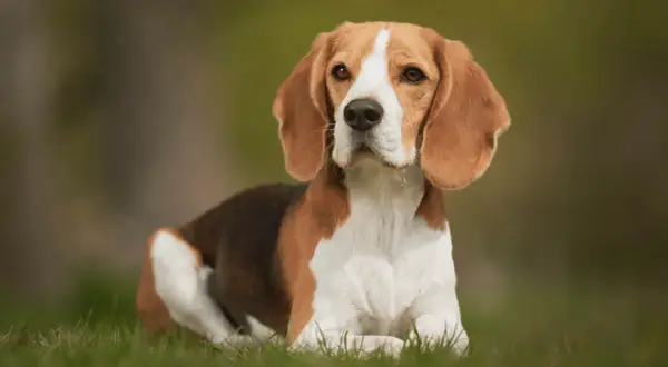 Beagle gubią sierść? Sprawdź, jak sobie z tym radzić!