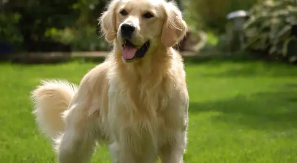Ile ruchu potrzebuje golden retriever, aby uniknąć problemów zdrowotnych?