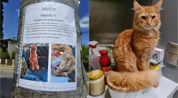 Wieprzowina dla kota: bezpieczna czy śmiertelnie groźna? Sprawdź!