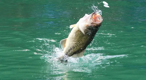 Ein großer schwarzbarsch springt aus dem grünen Wasser, angebissen an einem Köder. Ein aufregender Fang in Deutschland.