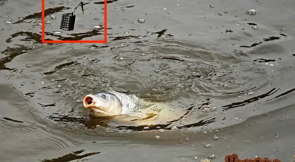 Karpfen schnappt nach Köder im Wasser. Nahaufnahme des Feeders, der am Haken hängt. Eine Anleitung zur Feeder-Montage ist hier zu sehen.