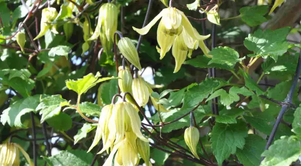 En vacker klematis i kruka med hängande, ljusgula blommor och gröna blad.