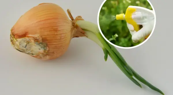 Cebula z oznakami chorób i ręka w rękawiczce rozpylająca płyn. Naturalne sposoby na choroby cebuli.